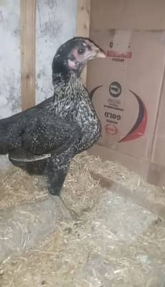 7 chicks 1 female breeder aseel cross for sale