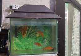 Fish Aquarium For sale with all accessories