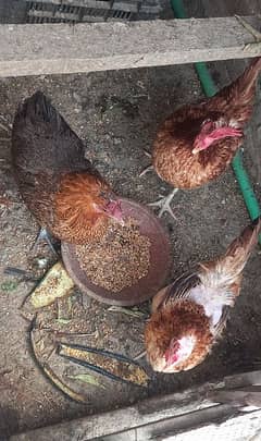 hen