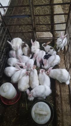 Cute bunny Rabbits for all ages for sale