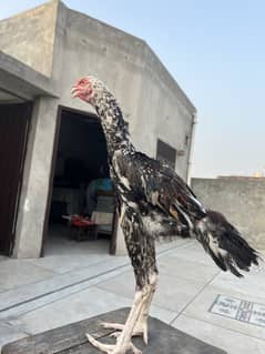 Pure shamo ptha pathi