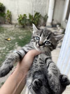 Siberian kittens