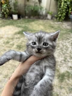 Siberian