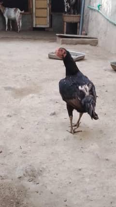 Mianwali