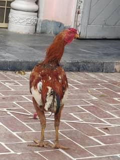 aseel murga