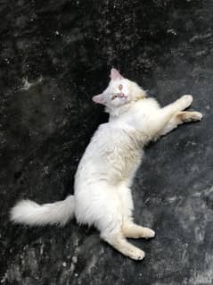 White persian cat 11 month age toilet trained house cat