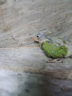 parrot
