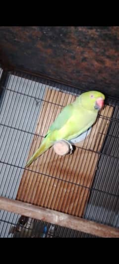 breeder female garelo for sale