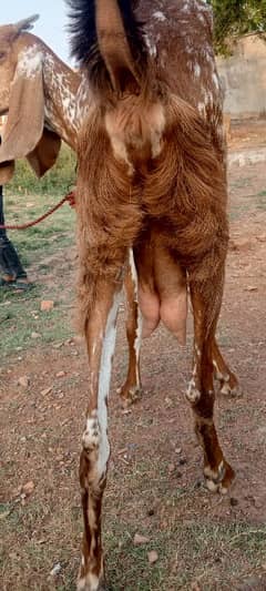 pure makhi cheni goat