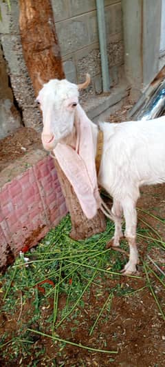 gulabi