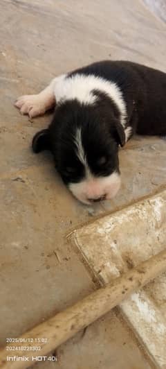 puppy's