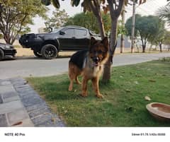 Gsd show class male for sale