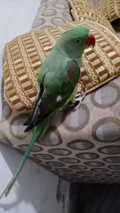 raw parrot
