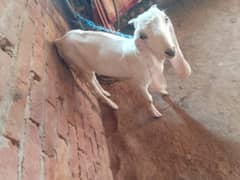 Goat kid