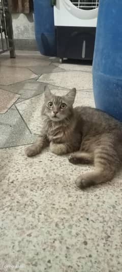 Persian cat age 1 year weight 6.4 kg