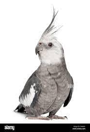 cocktail  parrot