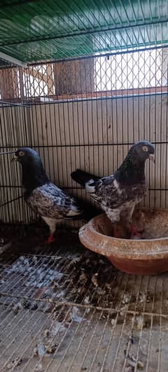 pigeons.