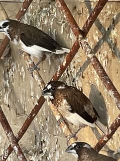 Finches