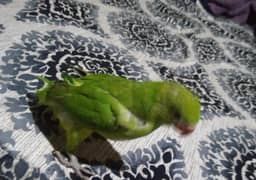 ringneck chick available (male) hand tamed and very active