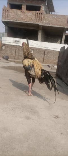 Aseel
