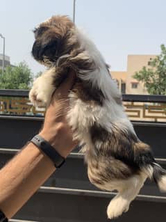 shitzu puppies available