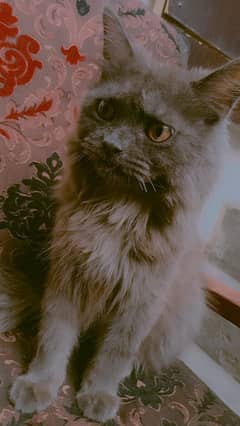 Persion cat ,1 year old, male