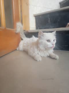 I am selling my Persian cat double coat with odd eyes
