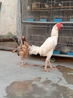 Heera