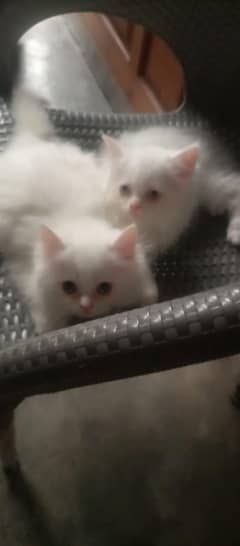 kittens for sale