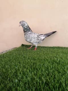 Female