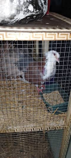 pair of pigeons