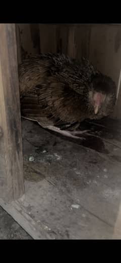 Hens Eggs laying