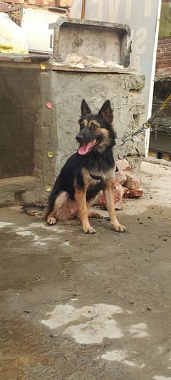 German shepherd  dog female