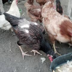 sell hens