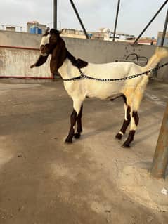 Goat kids