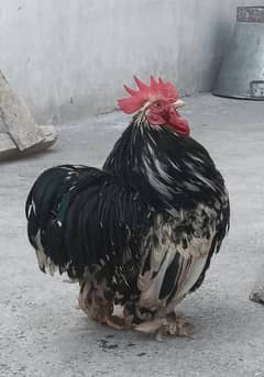 Beautiful Bantam Rooster and Hens for Sale – Pure Ornamental Breed