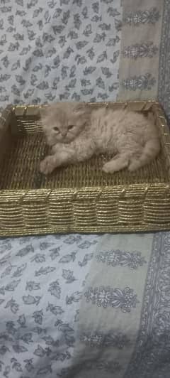 Persian kittens