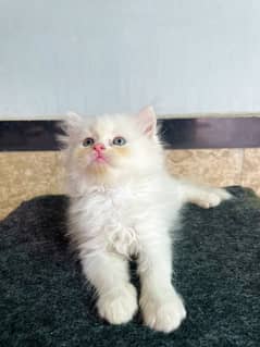 Persian kitten