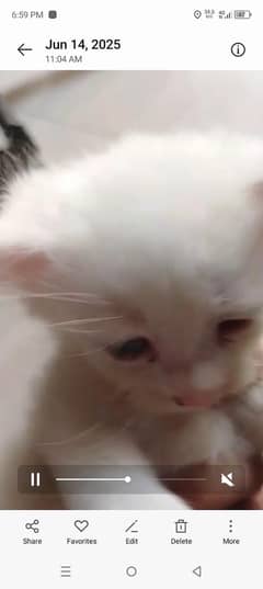 cat baby for sale age 1 month