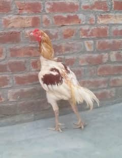 aseel
