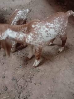 Makki Cheeni Female Kid