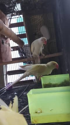 Creamino Bonded Pair