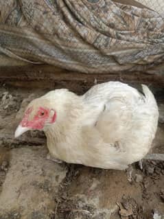 hens