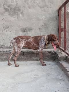 German Pointer Dog Available Healthy And active