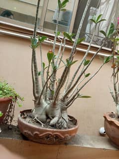 Adeniums