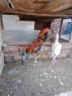 Aseel pair for sale
