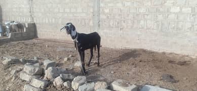 Beetal Faisalabadi Bakri, goat