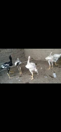 Aseel Heera Chicks For Sale