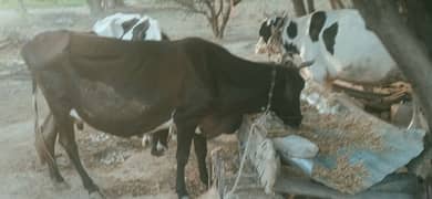 sahiwal