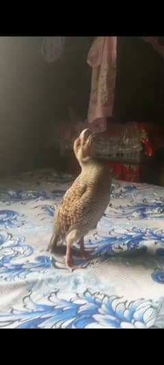 Dakhni Male . . seeti ka pabnd . . breddrs pair . . chicks Are available . . .